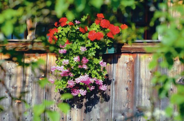 Blumenschmuck im Sommer
