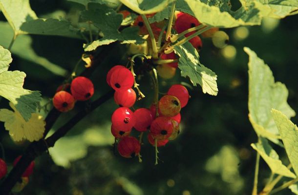 Köstliche Ribisel reif für die Ernte
